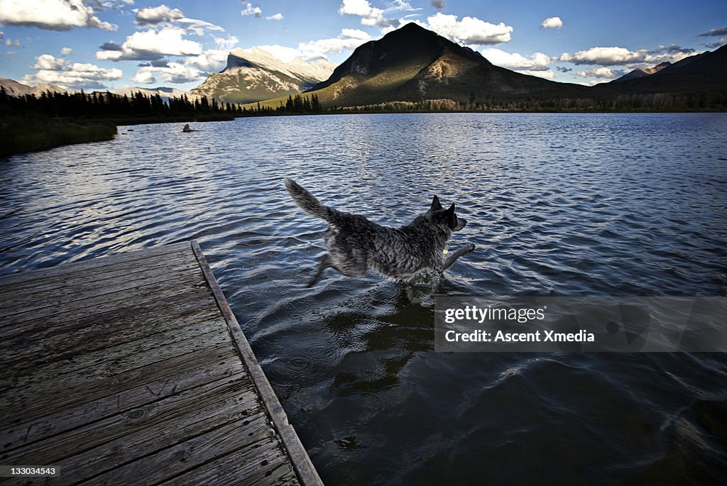 Blue heeler cross dog jumps from wharf into lake