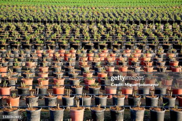 ornamental plant nursery, with drip irrigation - ornamental plant stock pictures, royalty-free photos & images