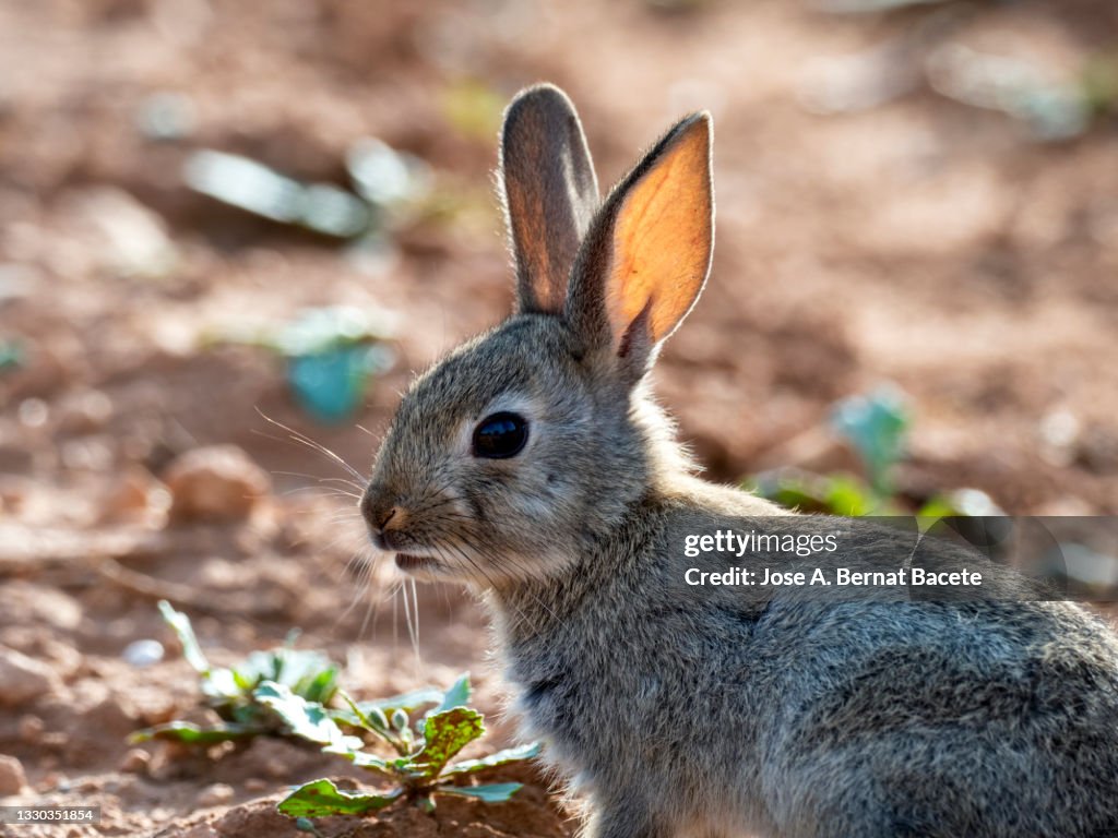 Portrait of young rabbit in the field, (Species Oryctolagus cuniculus).