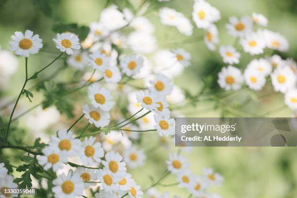 feverfew flowers in a garden - chrysanthemum parthenium stock pictures, royalty-free photos & images