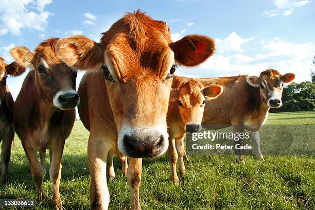 jersey cows - vaca jersey fotografías e imágenes de stock