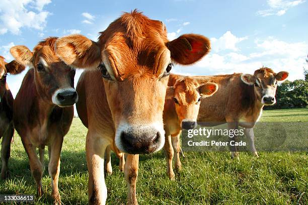 jersey cows - jersey cattle stock pictures, royalty-free photos & images