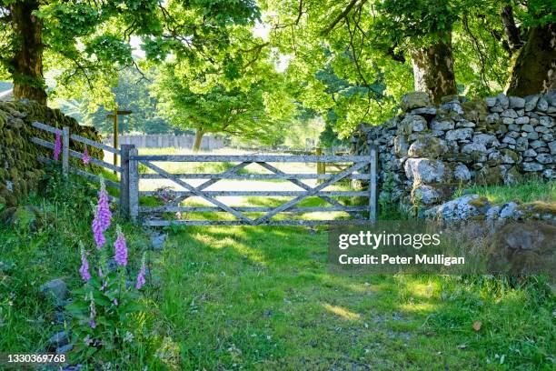 summer sun streams through a wooden gate in the english lake district - vingerhoedskruid stockfoto's en -beelden