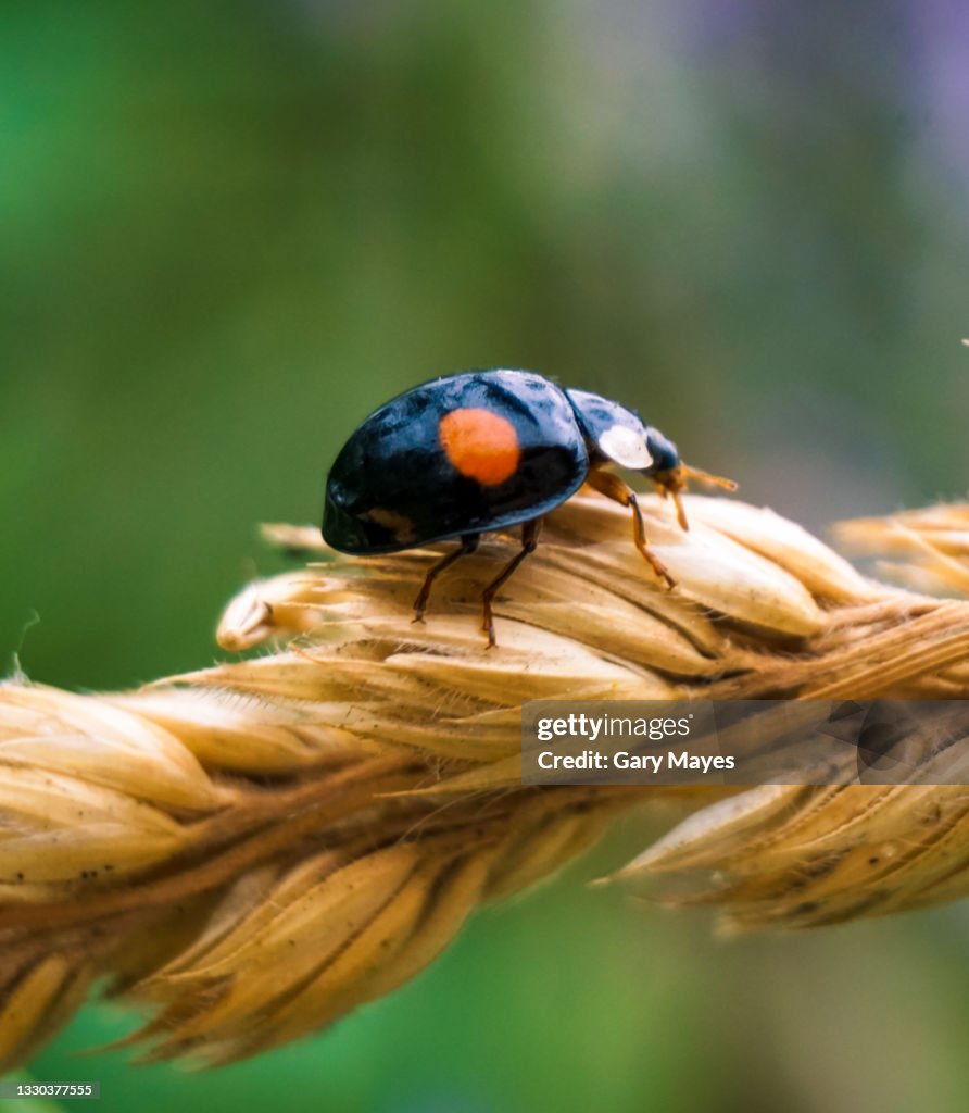 Red and Black Two Spot ladybird Ladybug