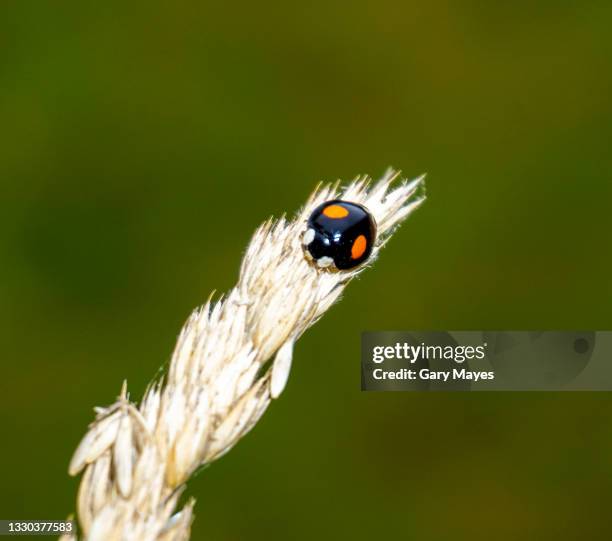 small red and black two spot ladybird ladybug - ladybug aphid stock pictures, royalty-free photos & images