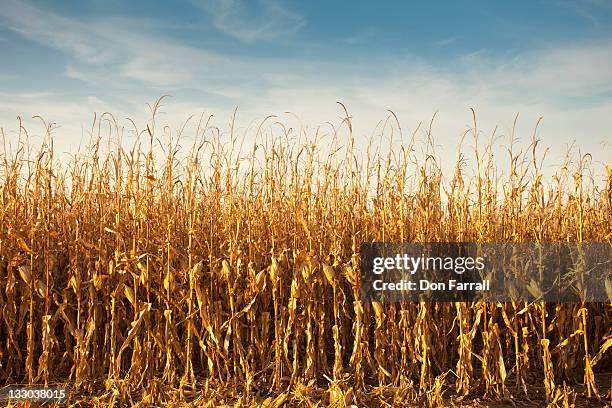 corn, ready for harvest - maisernte stock-fotos und bilder