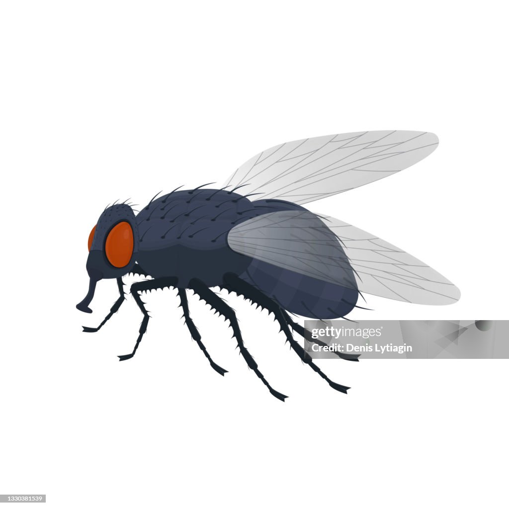 Vector Flying Insect Fly Insect Fly High-Res Vector Graphic - Getty Images