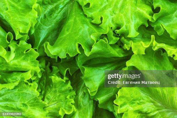 lettuce salad green leaves full frame background texture. top view. flat lay. concept. close up. - alface imagens e fotografias de stock