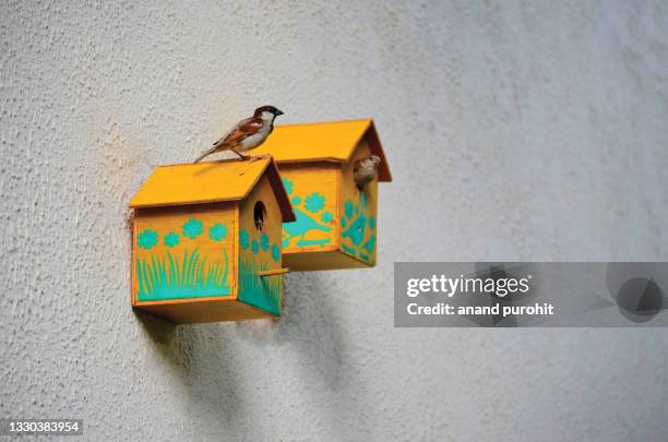 house sparrow - passer domesticus, world sparrow day - mus stockfoto's en -beelden