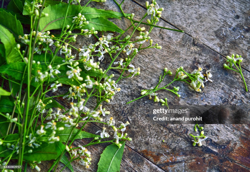 Neem - Azadirachta indica