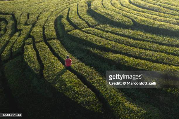 man walking in a tea plantation in sao miguel, azores - tee stock-fotos und bilder