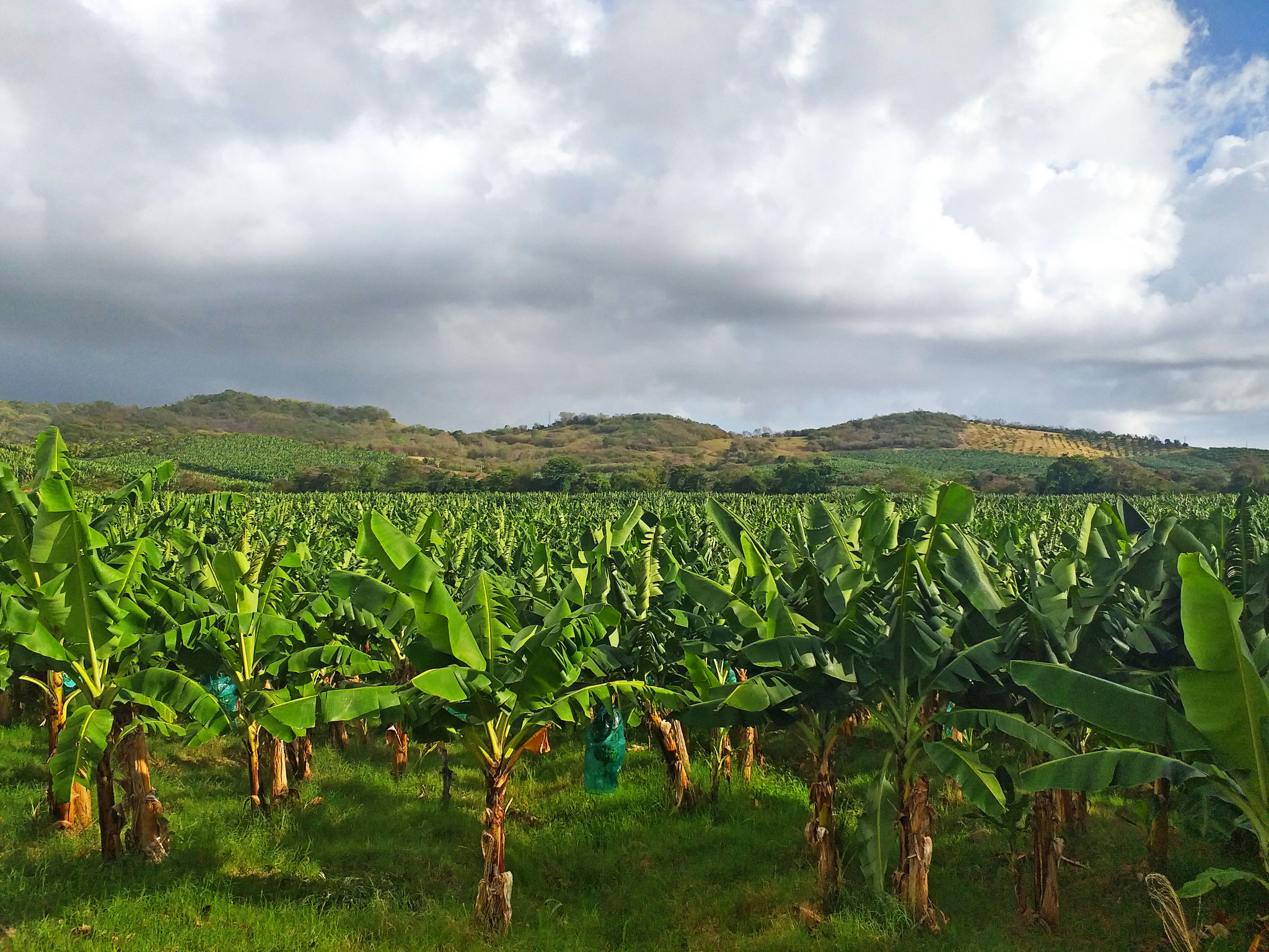 banana plantation