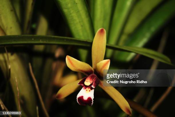 single borneo orchid with stems - orquidea salvaje fotografías e imágenes de stock