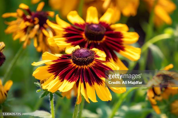 rudbeckia - black eyed susan stock pictures, royalty-free photos & images