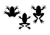 Frog silhouette.