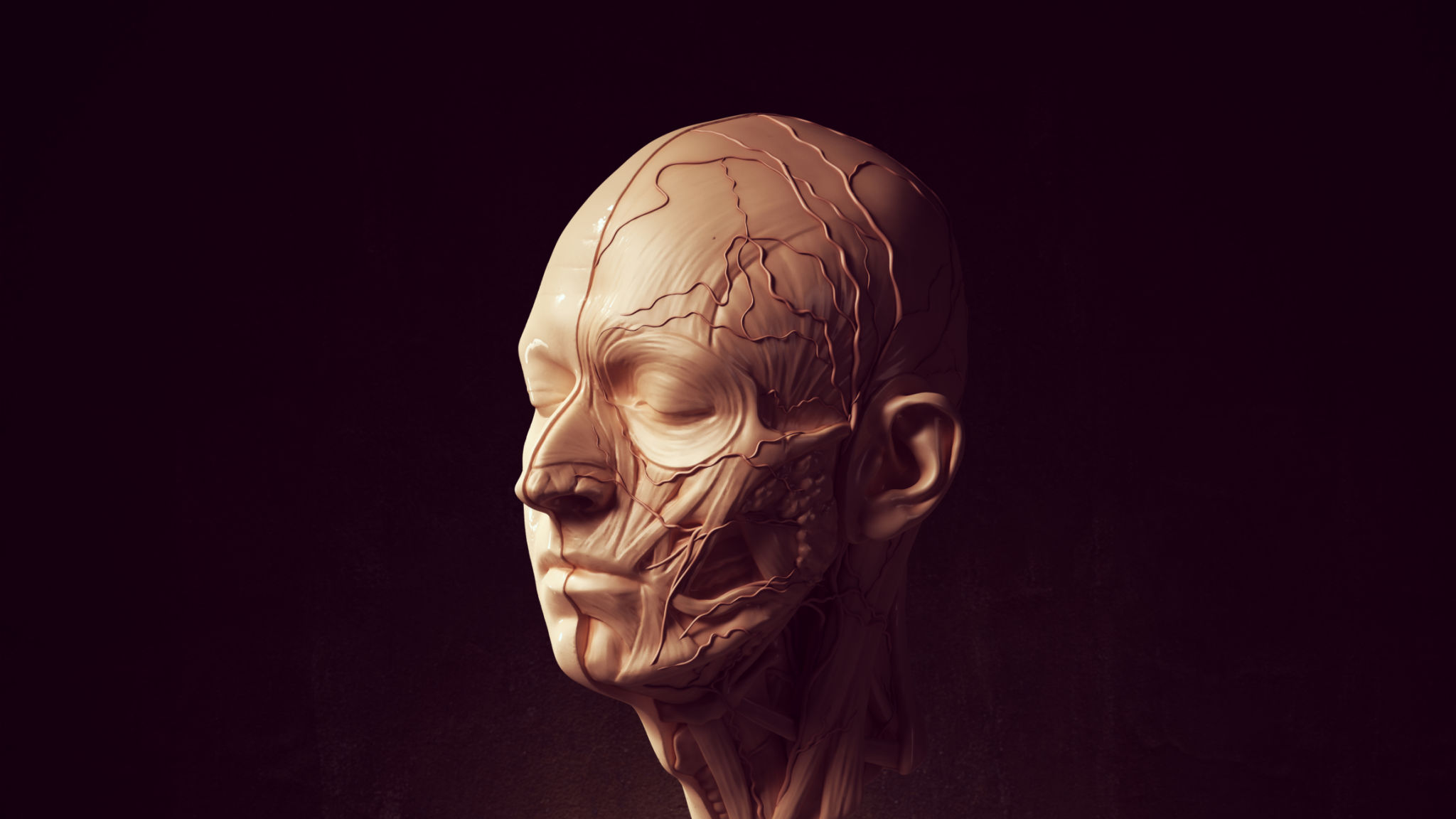 facial anatomy study