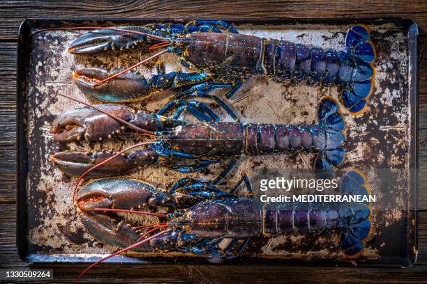 bogavante azul oder europäische hummerblaue farbe rohe meeresfrüchte drei in einer reihe - lobster stock-fotos und bilder