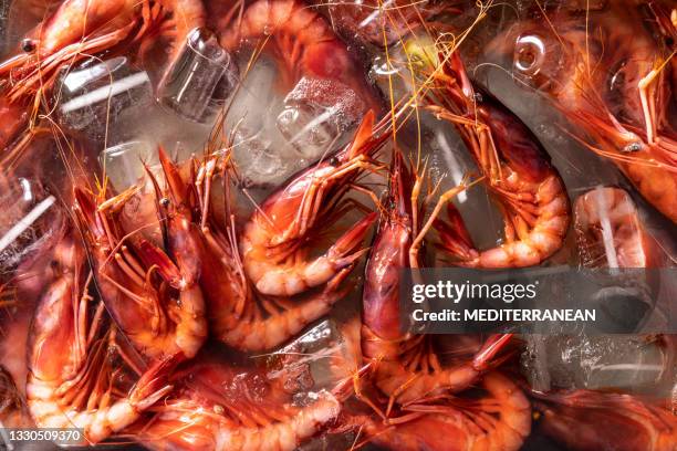 fresh red shrimps seafood from mediterranean sea in ice full frame - prawn stockfoto's en -beelden