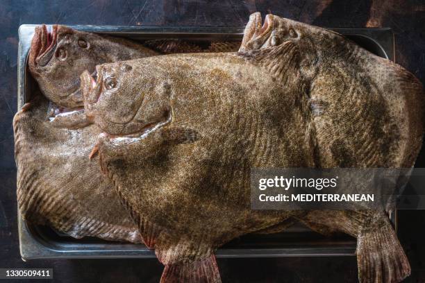 turbot flatfish scophthalmus maximus, four fishes in a tray - flounder stock pictures, royalty-free photos & images