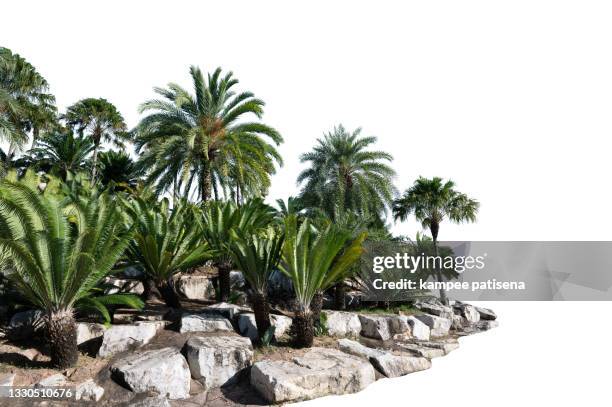 plam tree and rock garden - rock formation isolated stock pictures, royalty-free photos & images