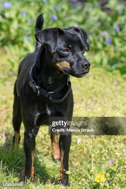 young miniature pinscher - miniature pinscher stock pictures, royalty-free photos & images