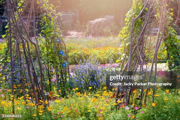 wigwam shaped pea and bean stick trellis/supports in vegetable crop garden - potager stockfoto's en -beelden