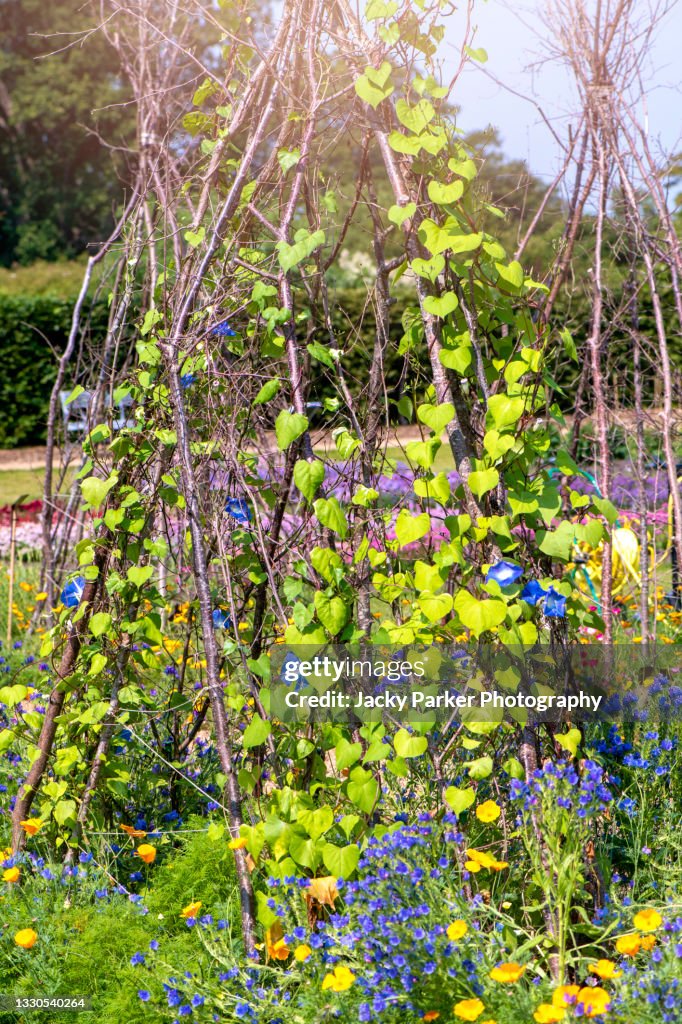 Wigwam shaped Pea and Bean stick trellis/supports in vegetable crop garden