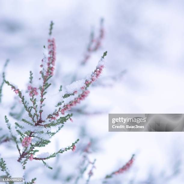 common heather covered in snow - winter flower stock pictures, royalty-free photos & images