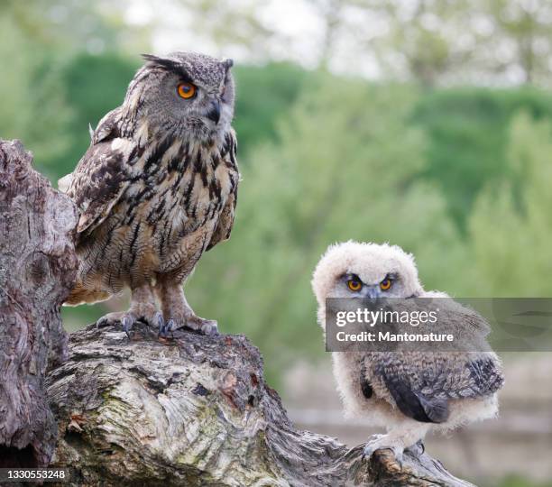 eurasian eagle owl (bubo bubo) adult and young - eurasian eagle owl stockfoto's en -beelden