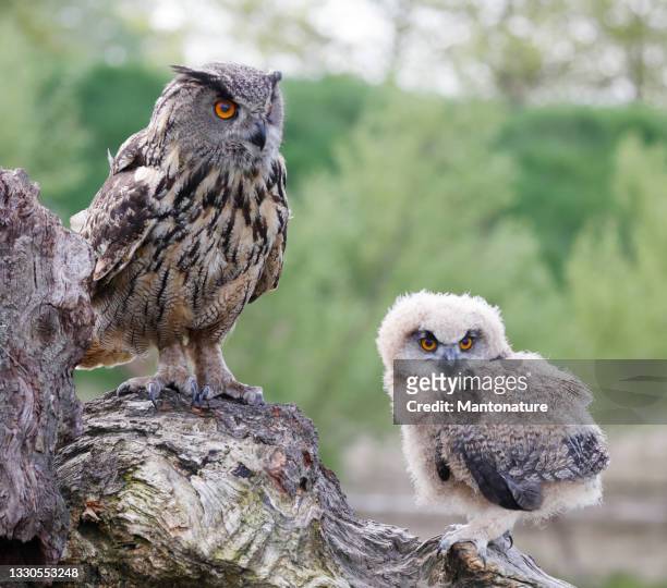 eurasian eagle owl (bubo bubo) adult and young - eurasian eagle owl stock pictures, royalty-free photos & images