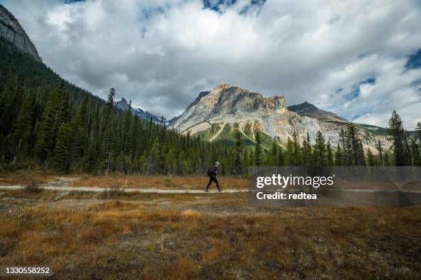 hiking lake o'hara, yoho national park, canadian rocky mountains - yoho national park stock pictures, royalty-free photos & images