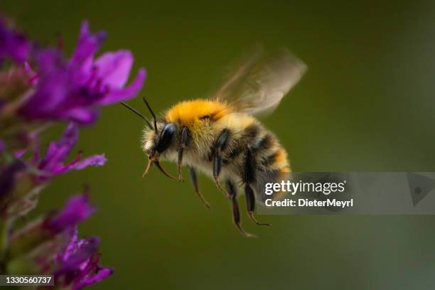 bee ist flying to nectar - specimen of eucera, wildbee - flower close up stock pictures, royalty-free photos & images