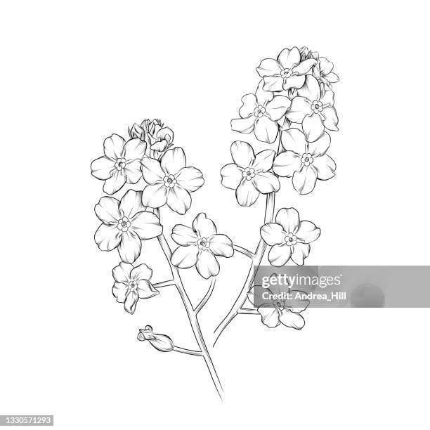 forget me not flower ink vector illustration - spring flowers outline stock illustrations