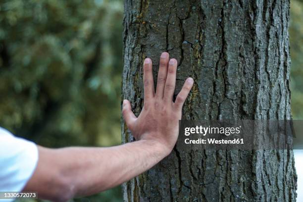 man touching tree trunk - arbre main photos et images de collection