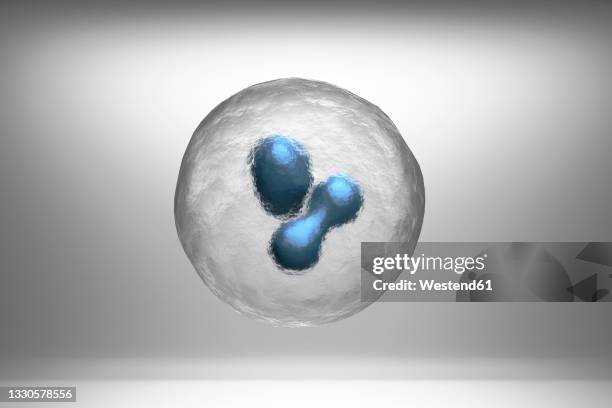 stockillustraties, clipart, cartoons en iconen met three dimensional render of two cells dividing via mitosis process - celdeling