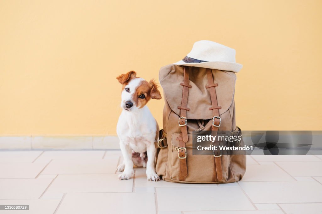 Jack Russell Terrier by backpack in front of wall