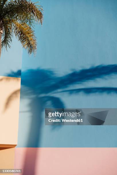 shadow of palm tree on blue and pink wall - kokospalme stock-fotos und bilder