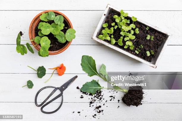 potting of radish, nasturtium and cabbage - gardening tools stock pictures, royalty-free photos & images