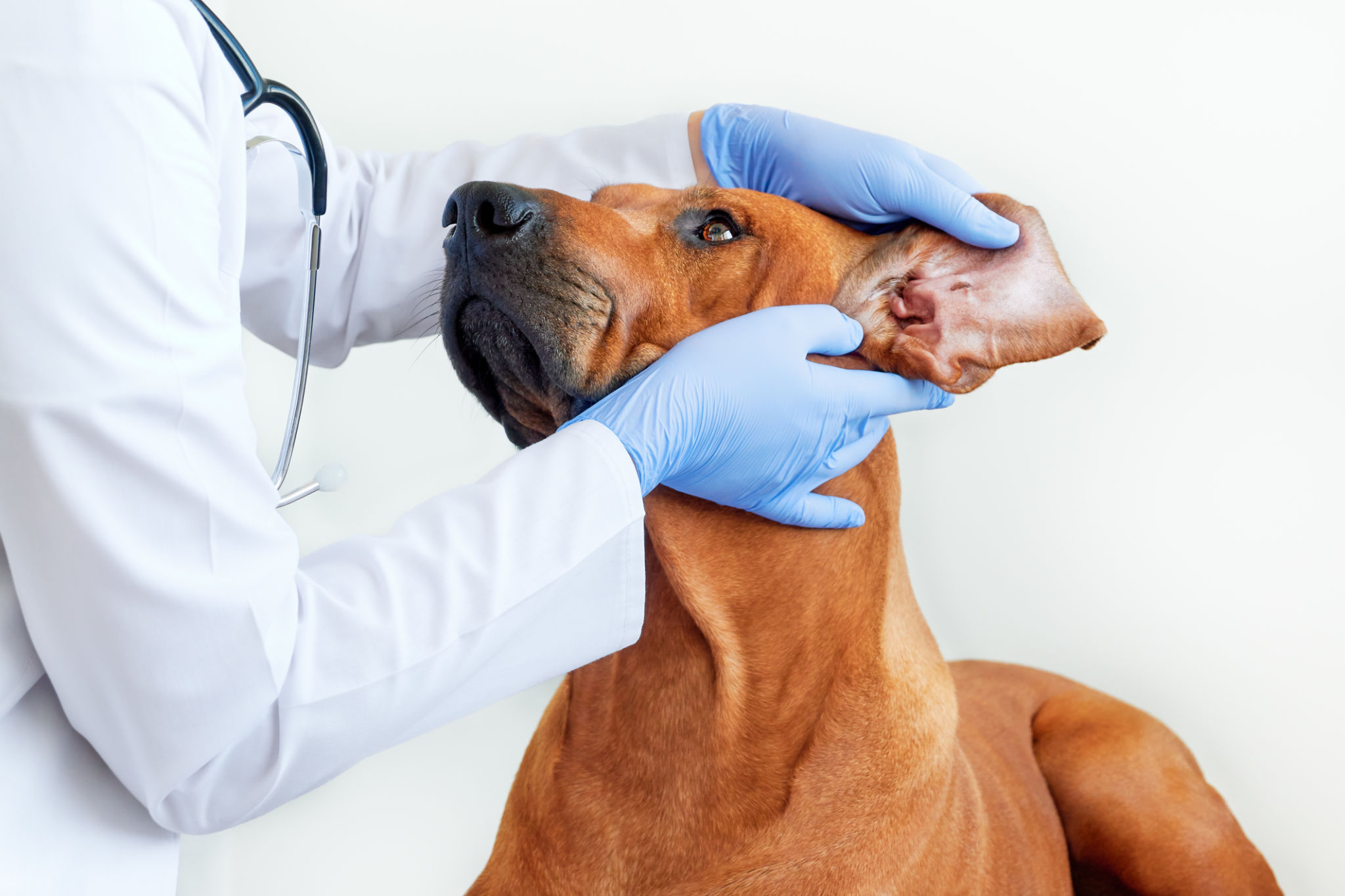 veterinarian dog check