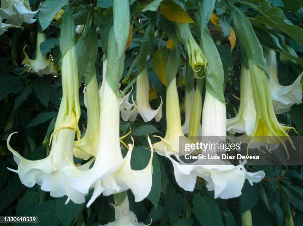 brugmansia called angels trumpet - trumpet flower stock-fotos und bilder