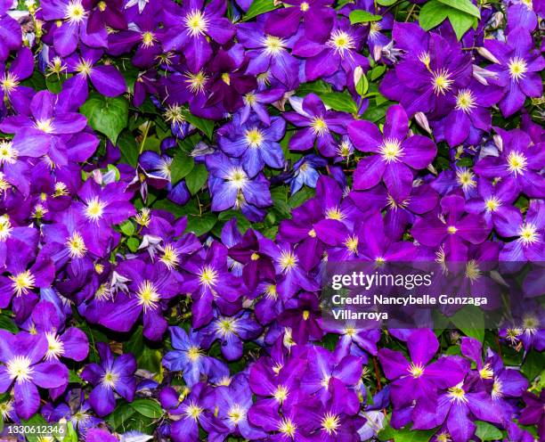 bright purple jackmanii clematis - oakville ontario stockfoto's en -beelden