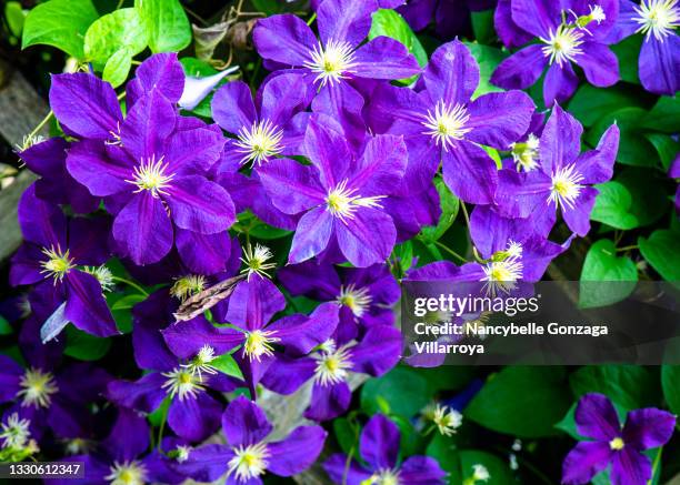 bright purple jackmanii clematis - oakville ontario stock-fotos und bilder