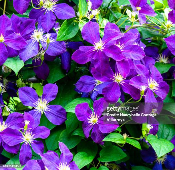 bright purple jackmanii clematis - oakville ontario stockfoto's en -beelden