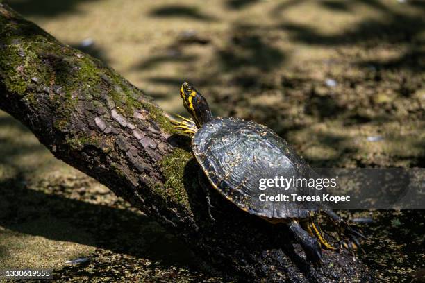 slider turtle basking on log in swamp - terrapin stock pictures, royalty-free photos & images