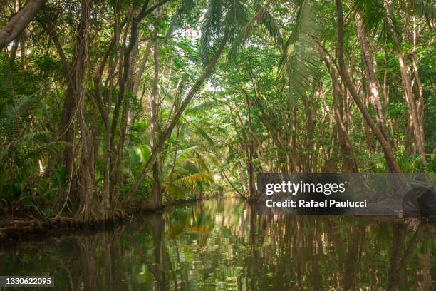 sailing indian river in dominica - dominica stock pictures, royalty-free photos & images