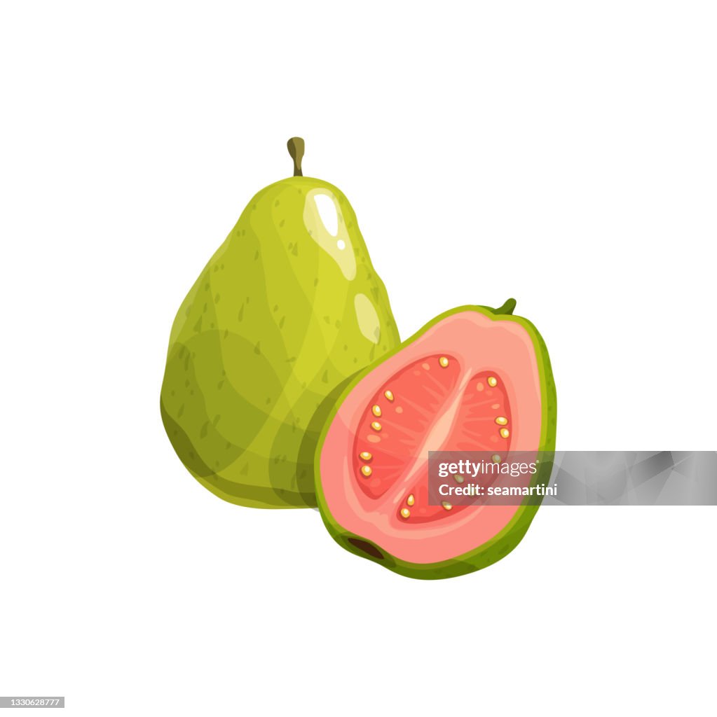 Guava Vector High Resolution Guava Fruit Vector Tropical Plant Fresh Product High-Res Vector Graphic ...