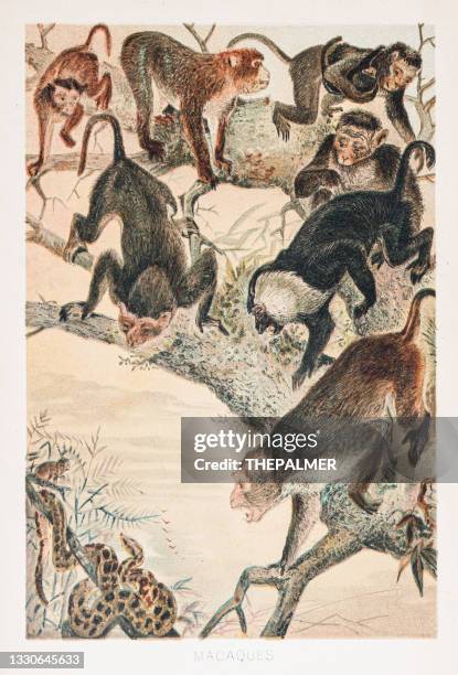 macaques screaming at snake chromolithograph 1896 - macaque stock illustrations