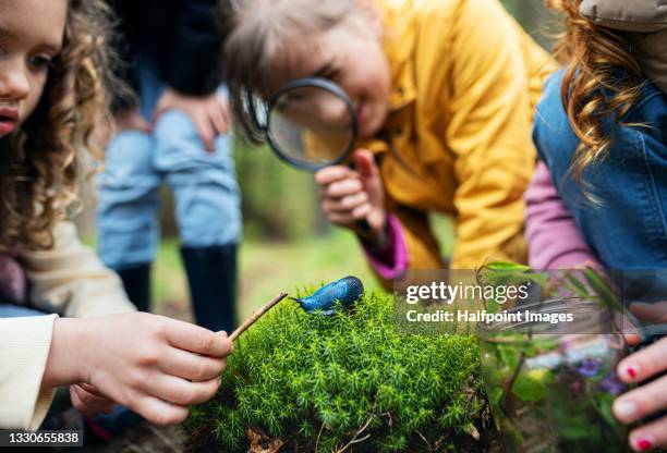 group of school children with teachers in nature, learning and exploring slug outdoors. - field trip imagens e fotografias de stock