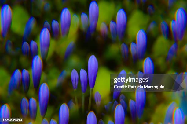 flowers through a kaleidoscopic prism - african lily imagens e fotografias de stock