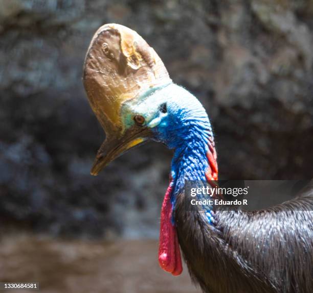 cassowary portrait - flightless bird stock-fotos und bilder
